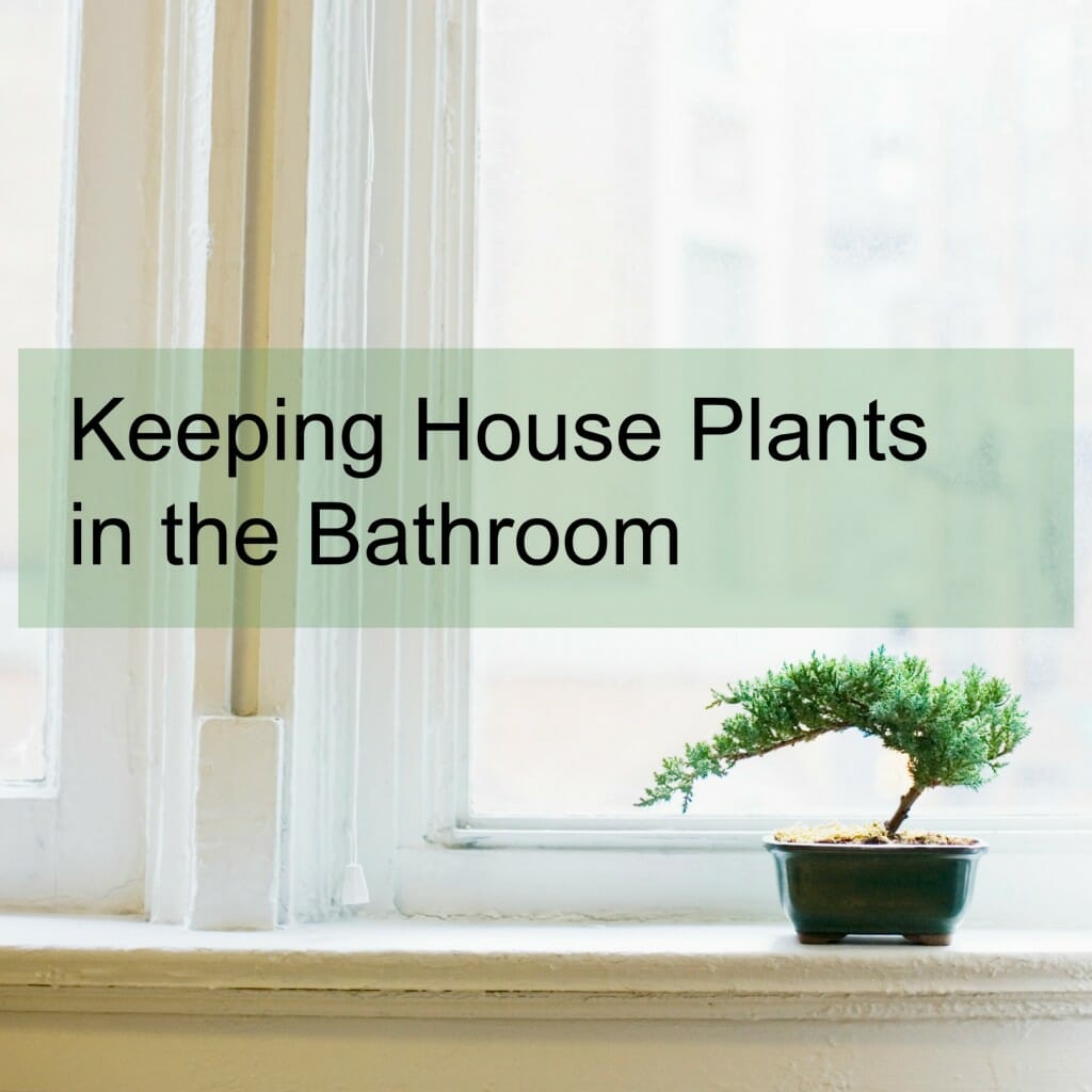 Keeping House Plants in the Bathroom